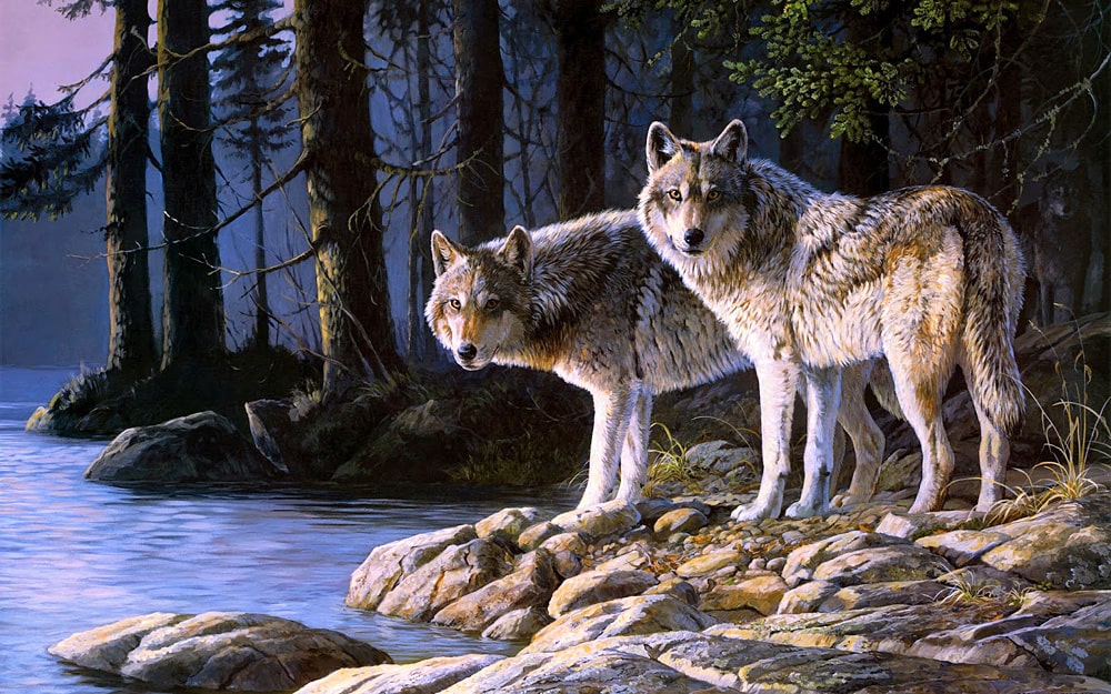 Цікаві факти про вовків