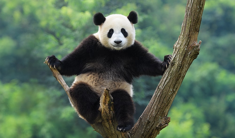 Цікаві факти про велику панду