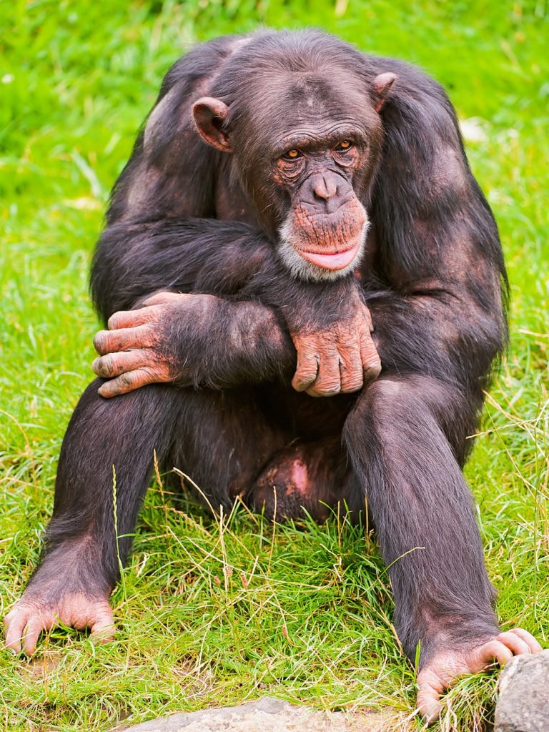 Цікаві факти про шимпанзе
