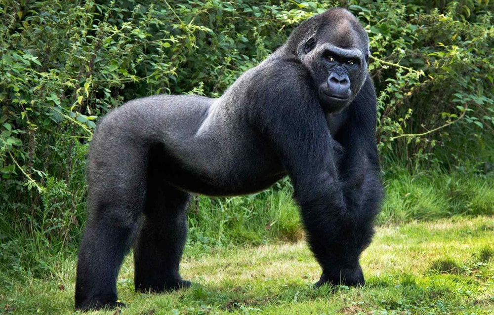 Цікаві факти про горил