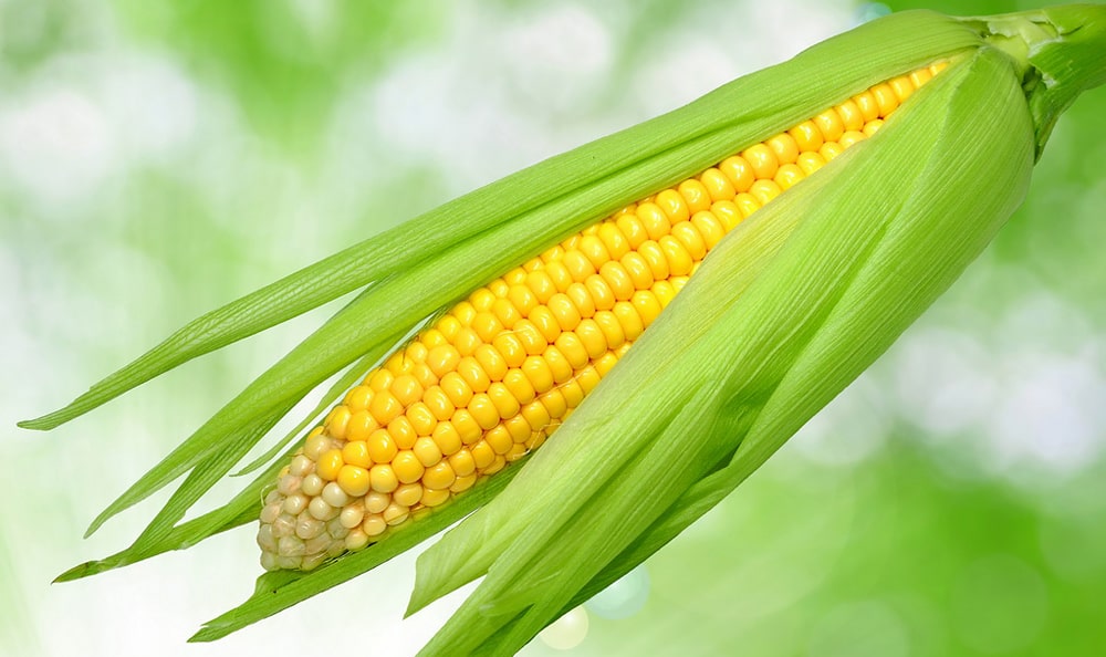 Цікаві факти про кукурудзу