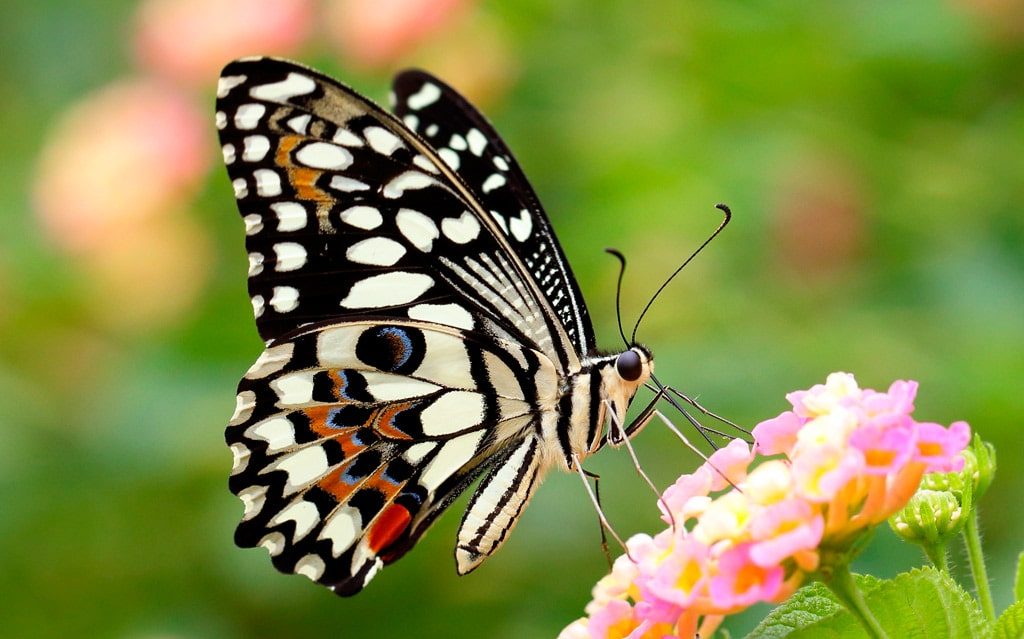 18 цікавих фактів про метеликів