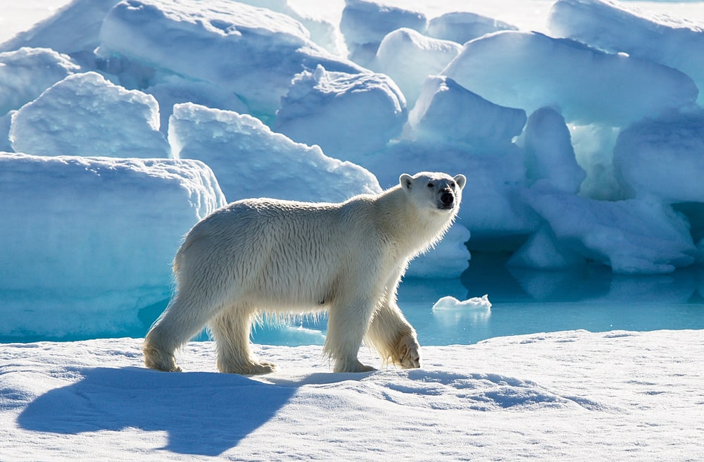Цікаві факти про Великий Арктичний заповідник