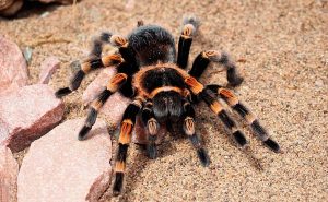 цікаві факти про тарантулів