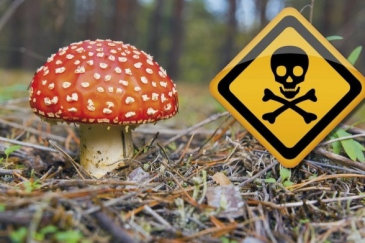 симптоми отруєння грибами