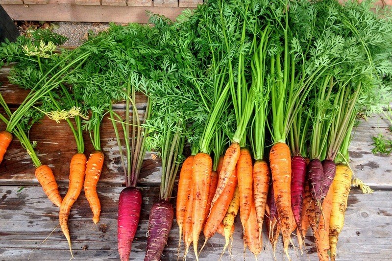 бадилля моркви користь