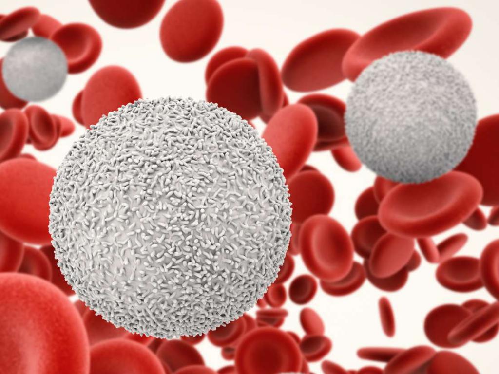 лейкоцити в крові у дитини