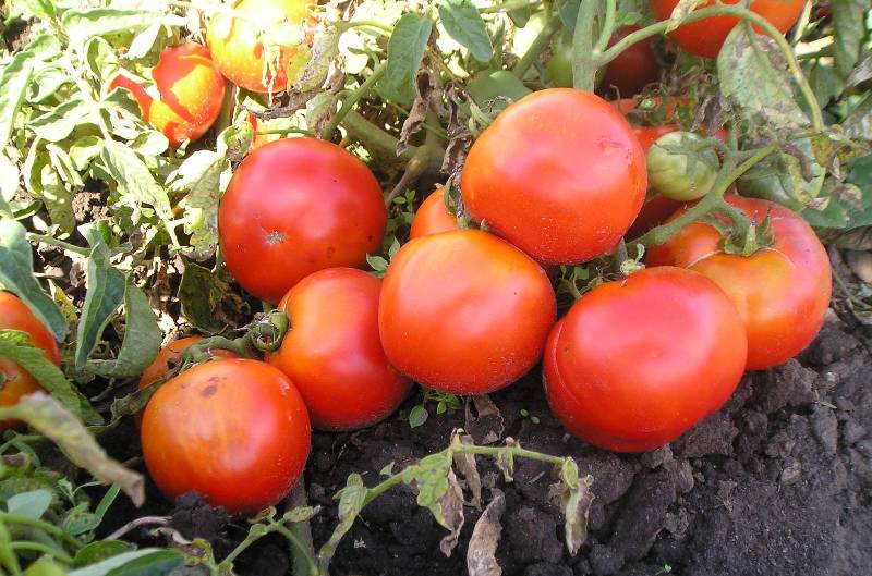 Морозостійкі сорти помідорів для сибірського клімату