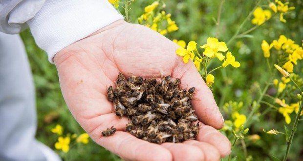 бджолиний підмор користь і шкода