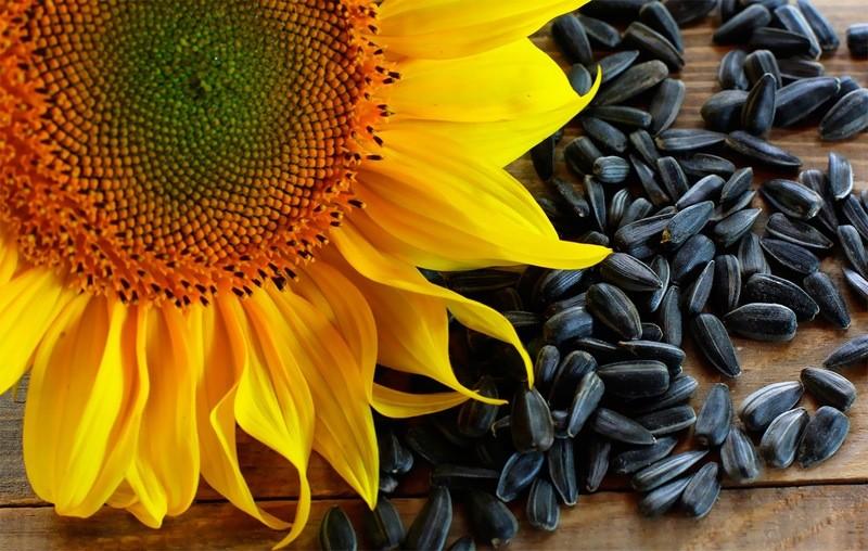 насіння соняшника корисні властивості