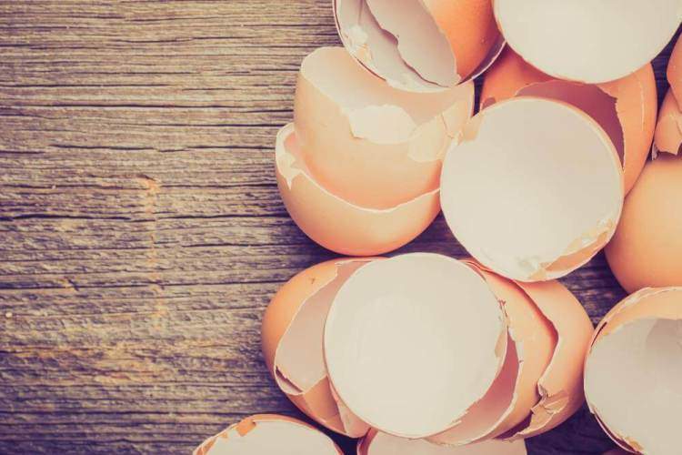 Яєчна шкаралупа корисні властивості