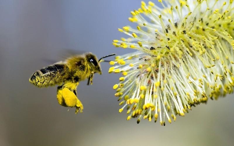 бджолиний пилок користь і шкода