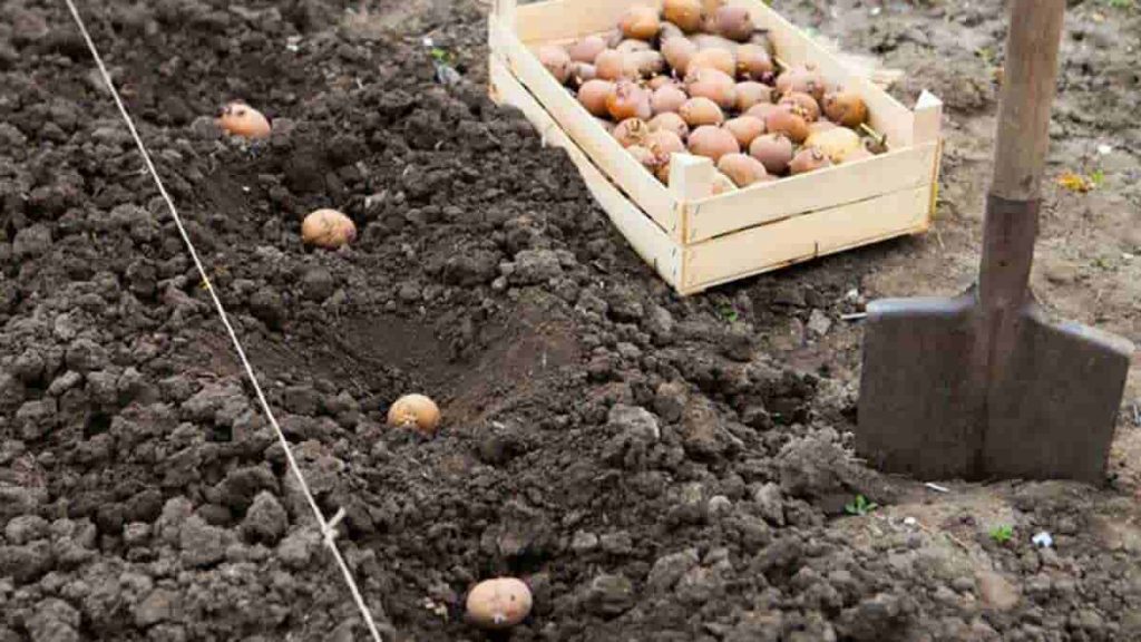 коли садити картоплю 2021