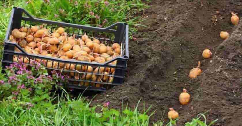 сприятливі дні для посадки картоплі 2021