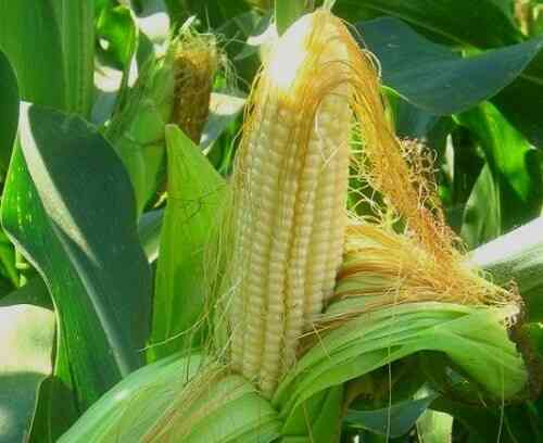 Скільки часу варити кукурудзу в мультиварці